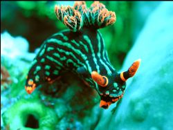 My favorite nudibranch! 
Olympus c5060, external flash. by Jennifer Stagling 